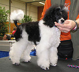 Miniature parti-Poodle