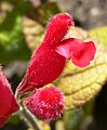 Salvia pulchella