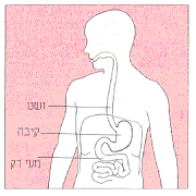 אזור הבטן והאיברים שבתוכה