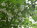 Photo couleur (gros plan) de fleurs blanches et de bourgeons vert olive, portés par des rameaux issus d'une branche d'arbre, sur fond de feuillage vert.