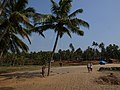 CoconutTree on a beach (Varkala)
