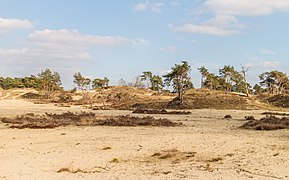 Panorama dans le Hulshorsterzand