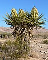 Yucca schidigera