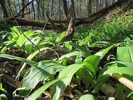 Allium ursinum