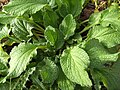 Borago officinalis