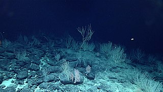 Corals on Mussorgsky Seamount