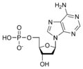 Desoxiadenosina monofosfat dAMP