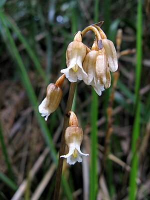 Gastrodia sesamoides