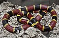 Image 22A venomous coral snake uses bright colours to warn off potential predators. (from Animal coloration)