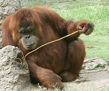 Orangutan bat prezisiozko heltzea egiten.