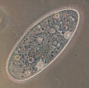 Paramecium aurelia (Oligohymenophorea)