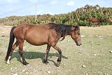 Un cheval Yonaguni bai en train de marché dans un pré.