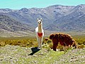 In de Andes van Argentinië