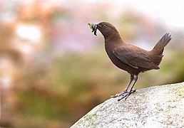 specie de Cinclide (Cinclus pallasii)