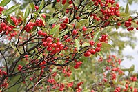 Red chokeberry (Aronia arbutifolia)