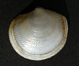 Divaricella huttoniana