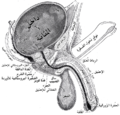 مقطع عمودي للمثانة، القضيب والأحليل