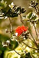 Lehua, Blüte des ʻŌhiʻa-Baumes