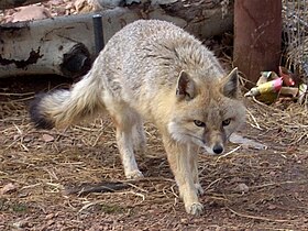 Vulpes velox