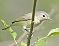 Vireo gilvus