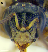 A. essingtoni worker face. Scale bar = 0.25 mm