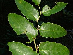 Amborella trichopoda