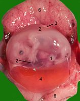 Geopende baarmoeder van een kat met een foetus halverwege de zwangerschap. 1. navel, 2. amnion, 3. allantois, 4. dooierzak, 5. hematoom, 6. het moederdeel van placenta.