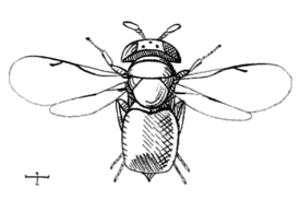 Eunotidae