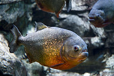 Red-bellied piranha (Pygocentrus nattereri)