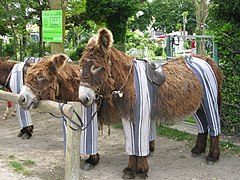 Ânes en culotte, parc de la Barbette.