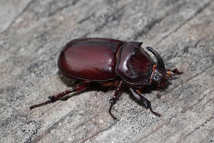 Самец жука-носорога (Oryctes nasicornis)