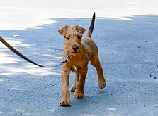 Terrier irlandês novo