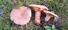 Porgandriisikas (Lactarius deliciosus)