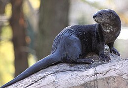 Loutre à cou tacheté (Hydrictis maculicollis)