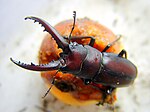 Mandibles of a stag beetle