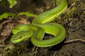 Trimeresurus stejnegeri