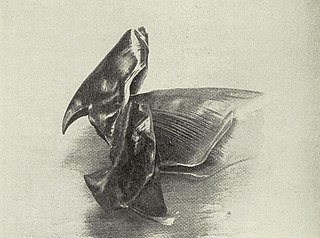 #113 (?/10/1938) Beak of the giant squid found washed ashore near Ravenscar, England, in October 1938 (Clarke, 1939:136, fig.). The only part of the animal that was saved, it was secured by William James Clarke and forwarded by him to London's Natural History Museum.