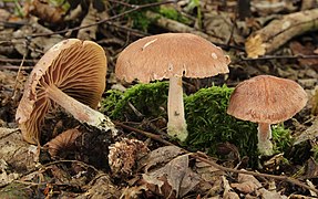 Gymnopus peronatus (Omphalotaceae)