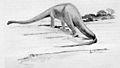 Una ricostruzione antiquata che mostra il dinosauro trascinare la coda sul terreno.