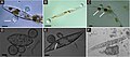 Image 43Chytrid parasites of marine diatoms. (A) Chytrid sporangia on Pleurosigma sp. The white arrow indicates the operculate discharge pore. (B) Rhizoids (white arrow) extending into diatom host. (C) Chlorophyll aggregates localized to infection sites (white arrows). (D and E) Single hosts bearing multiple zoosporangia at different stages of development. The white arrow in panel E highlights branching rhizoids. (F) Endobiotic chytrid-like sporangia within diatom frustule. Bars = 10 μm. (from Marine fungi)