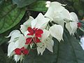 Kvetoucí Clerodendrum thomsoniae