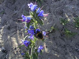 Echium