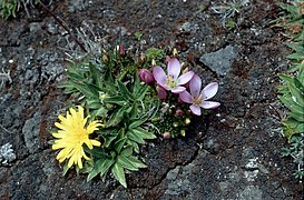 Gentianella cerastioides