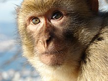 Macaca sylvanus.