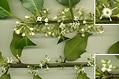 Ilex aquifolium. Вгорі — пагін з квітами з чоловічої рослини; внизу — пагін з квітами з жіночої рослини