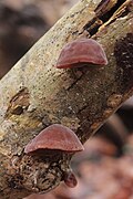 Judasohr (Pilz) liebt totes Holunderholz