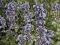 Nepeta grandiflora