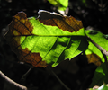 Phytophthora ramorum