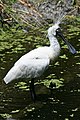 Royal spoonbill