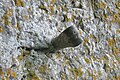 Sheep bone imbedded in the wall for supporting grape vines. Normandy formerly made poor vineyards. The bones were used instead of wood or iron because wood rotted and metal rusted and stained the stone; bone didn't discolor the stone and did not rot.